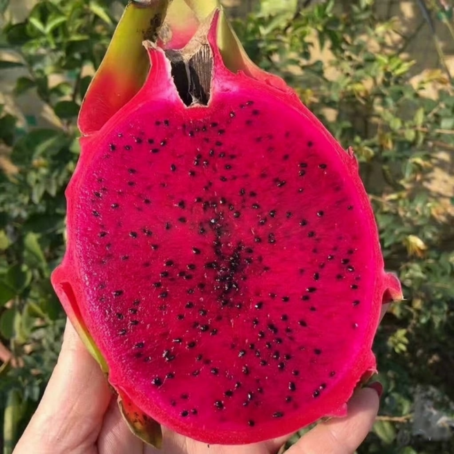 용과 레드용과 적용과 빨간용과 수입산 레드용과, 1박스, 레드용과 2.5kg