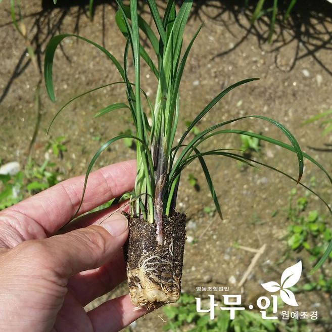 [나무인] 맥문동묘목 105구 1판, 100개