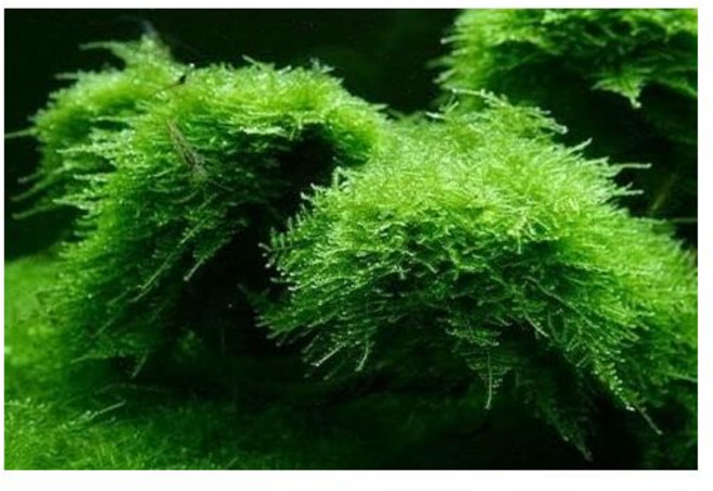 수족관용 이끼 | 민물 살아있는 수생 자바, Java Moss, Java Moss, 1개