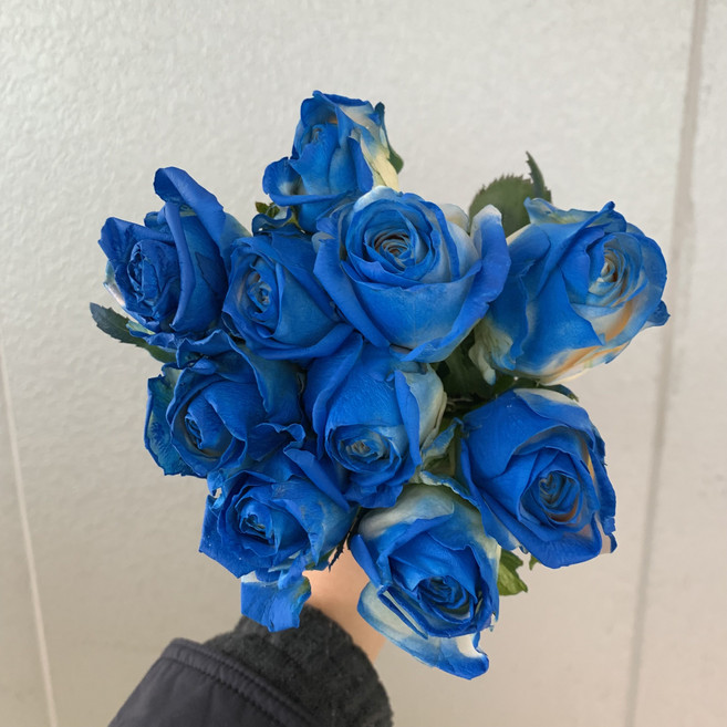 [사직생화] 염색 장미 생화 10송이 20송이, 1개