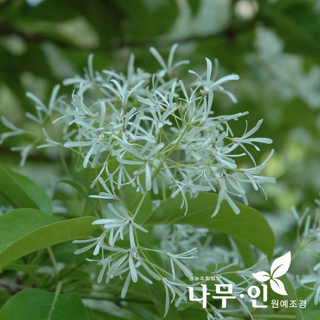 [나무인] 이팝나무묘목 2년생 키1미터 2개