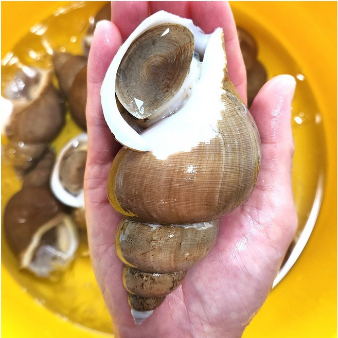 미자네농수산 싱싱한 자연산 생물 백골뱅이, 1개, 백고동 소 1kg(35-60미내외)