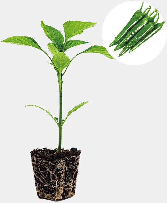 마이플랜트 아삭이고추 순한길상 고추 모종, 3개
