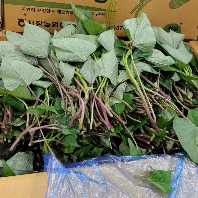 고구마 옆순 국내산 2kg 백산상회, 1개