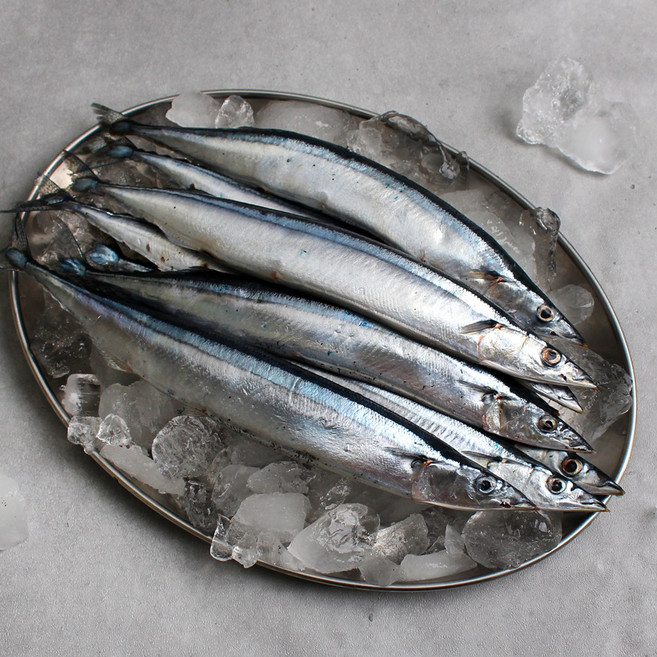바다받아 냉동 꽁치 / 생선구이 식당용 미끼용 도매 업소용, 1박스, 약 9kg ( 1번 2L 약 70마리)