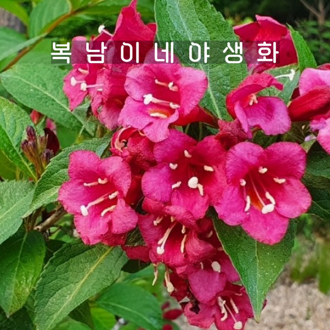 붉은병꽃 소품 [3개 복남이네야생화 모종 병꽃나무 웨이겔라 플로리다 weigela], 3개