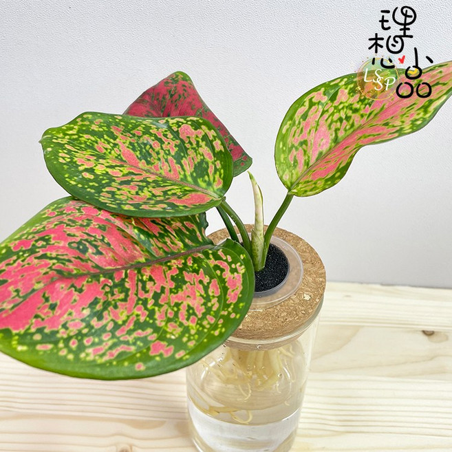 亞曼尼 水耕盆栽 玻璃圓柱瓶 無土種植 觀葉植物 室內植物 玻璃花瓶 水耕花器 水耕瓶 懶人花盆, 亞曼尼(單售植物不含盆器)