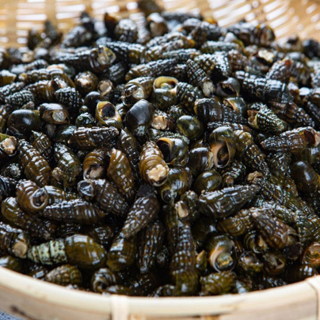 산지푸른 동강 자연산 올갱이 다슬기 생다슬기, 1개, 3kg