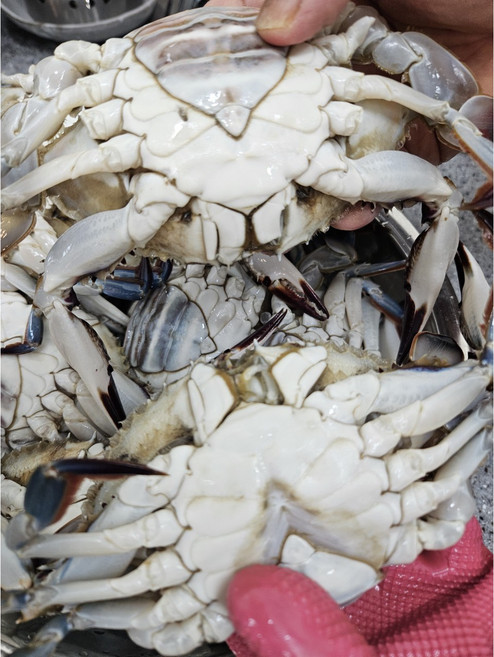 !특가할인! 알꽉차있는 국내산 연평도 암꽃게 살아있는 생물 1kg, 1박스, 1kg(5~6미)