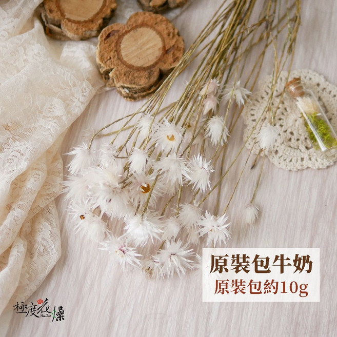 大地農園 小銀雛菊 乾燥花材, 大地農園小銀雛菊原裝包,牛奶,原裝包約10g