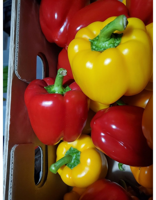 파프리카 가정용 빨강+노랑 6kg, 1박스, 파프리카  가정용 2색 6kg