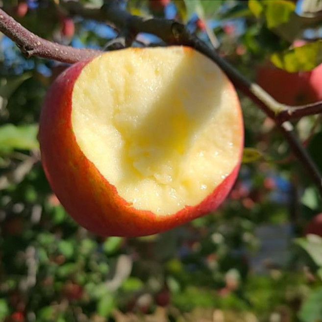 [산지직송] 청송 안동 흠집 꿀 사과 특가판매 10kg, 1박스, 흠집 대과 사과 10kg(21~30과내외)