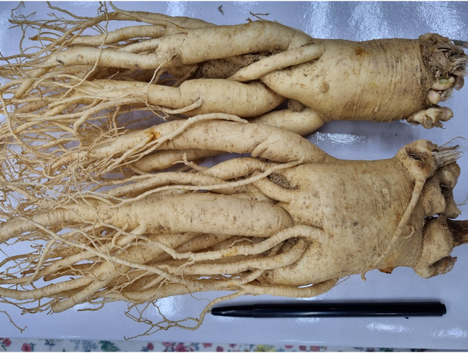 6년근 왕왕특난수삼 깨끗한A급 1kg(3-4뿌리) 6년근 무료택배세척인삼 현대만석인삼사, 1개, 1kg