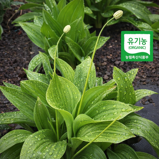 [프리미엄]유기농 강원도산지직송 명이나물 산나물, 1박스, 4kg