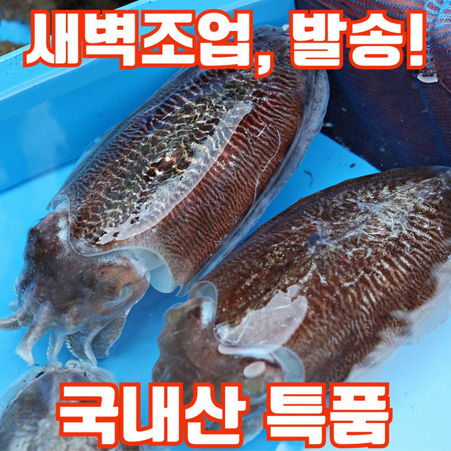 [산지직송] 국내산 생물 갑오징어 횟감 특품, 1박스, 1kg