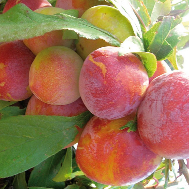 묘목 / 신품종 자두살구와 수분수살구 1주 세트 / 플럼콧 하모니와 살구초하 1주씩, 2개, .