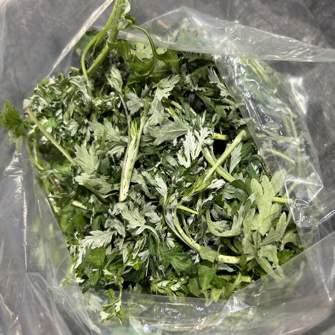 희망농산 해풍 맞고 자란 여수 거문도 노지쑥 생쑥 해풍쑥, 1박스, 300g