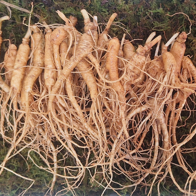 [마중물농원] 국산 파지삼 100% 5-6년근 30뿌리 산양삼 장뇌삼 산양산삼 국내산 산지직송 선물용, 1개, 60g