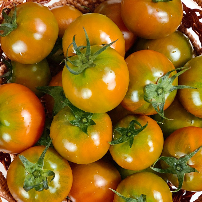 대저 토마토 주스용 고당도, 1개, 대저토마토 2S~L 2.5kg