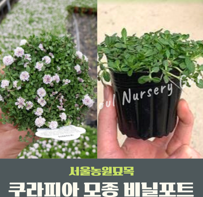 서울농원묘목 쿠라피아 모종 비닐포트묘 - 잔디 꽃잔디 지피식물 전원주택 가드닝 우리집 앞마당 조경, 1개