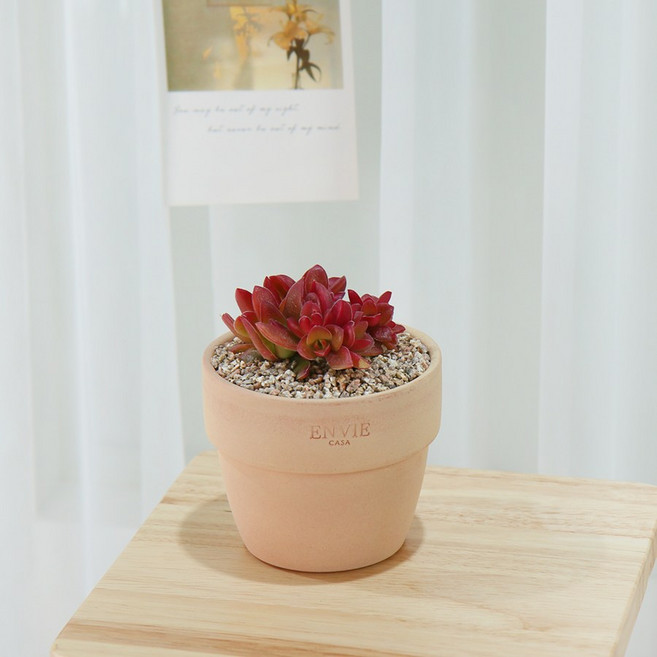 갑조네 다육이토분세트 인테리어 소품 예쁜 다육이식물, 14.원종적귀성, 앙비(피치/소)+받침(토기/미니), 1개