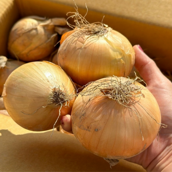 맛품 25년 국내산 무안 양파, 1개, 10kg 특