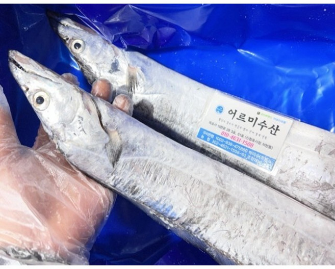 목포 먹갈치 생물 손질 갈치, 1개, 특대 900g 1마리 손질