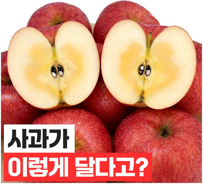 푸드지 꿀이가득 고당도 꿀 사과, 1개, 5kg(대과)
