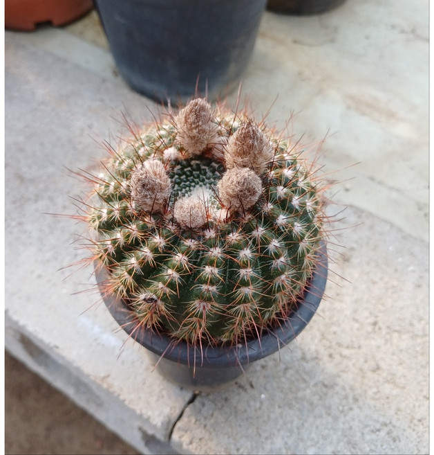 행복한꽃순이//실생하네환선인장, 1개