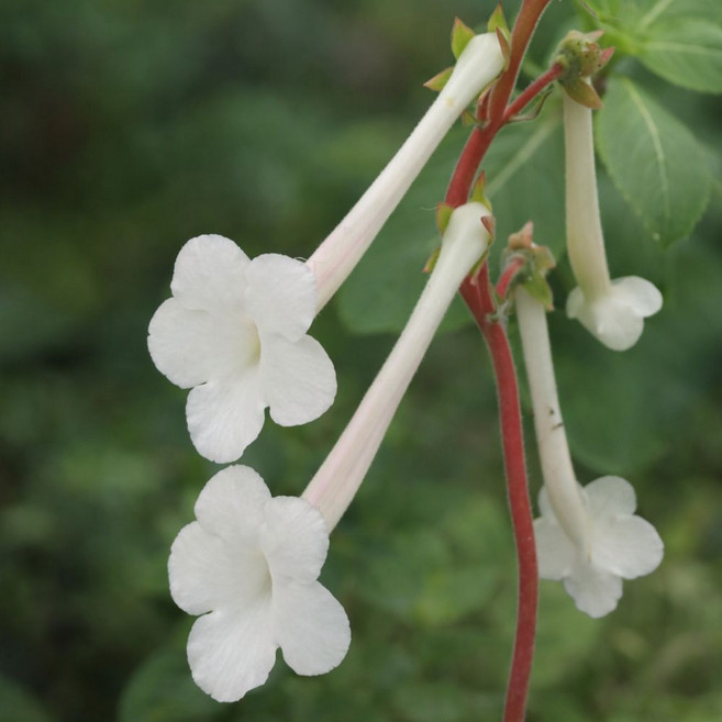 향기단애 신닌기아 투비플로라 (10cm) Sinningia tubiflora 향기나는 단애의여왕 희귀 괴근식물, 흰꽃, 1개