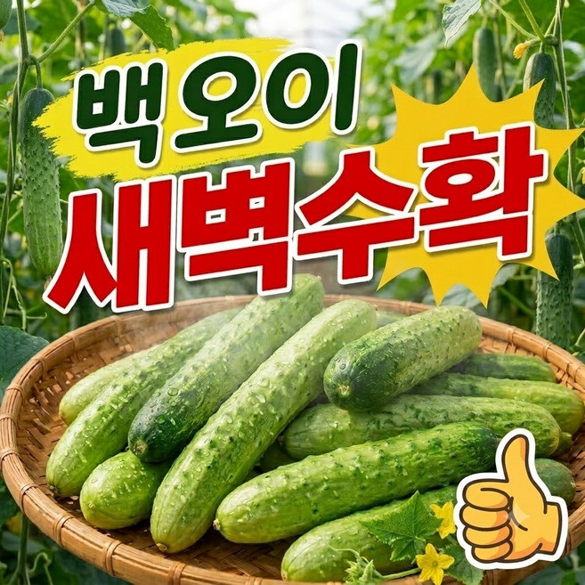 [50박스한정] 당일새벽경매 최상급 싱싱한 오이 백오이, 1개, 2kg
