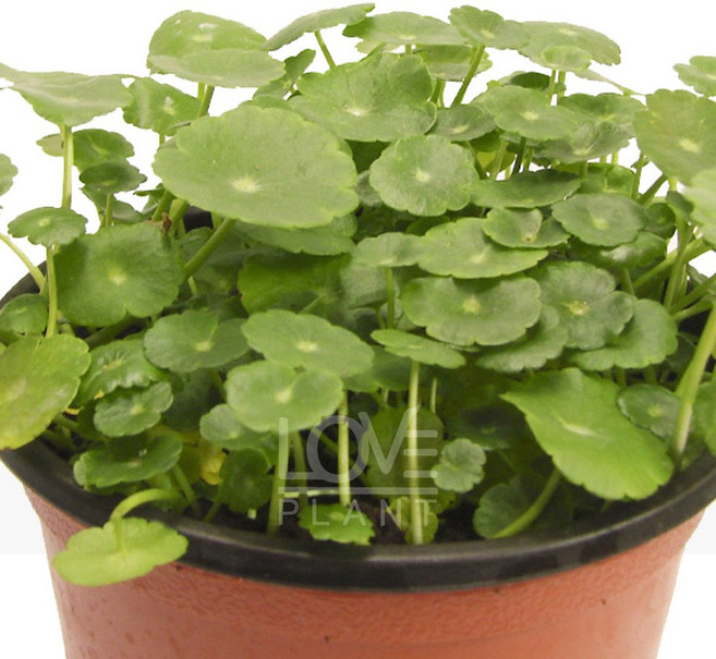 [꽃사랑식물나라] 워터코인 동글동글 잎 어항 수생식물 수경재배 식물 인테리어 소품 화분, 1개