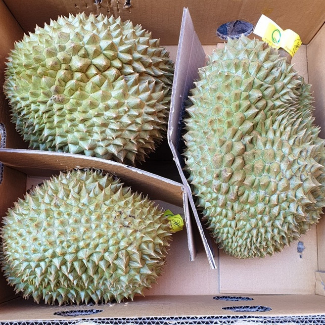 태국 생 두리안 생과일 수입열대과일 10KG/1BOX, 3~5과 10KG내외, 1개