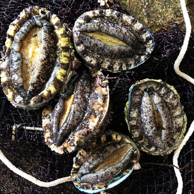 100% 국내산 뿔소라 통영 가리비 굴 당일수확, 1박스, 참전복(특대)500g