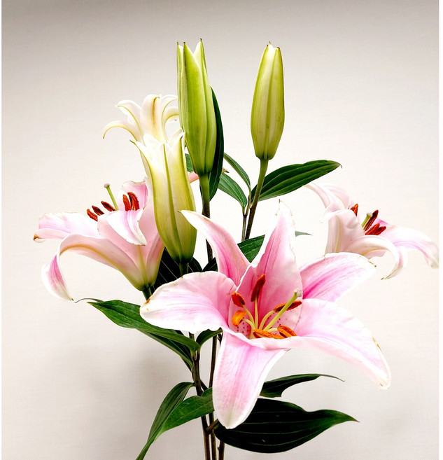 백합꽃 쉐라 핑크 3대 꽃주문싼곳 생화 택배 농장직송, 1개