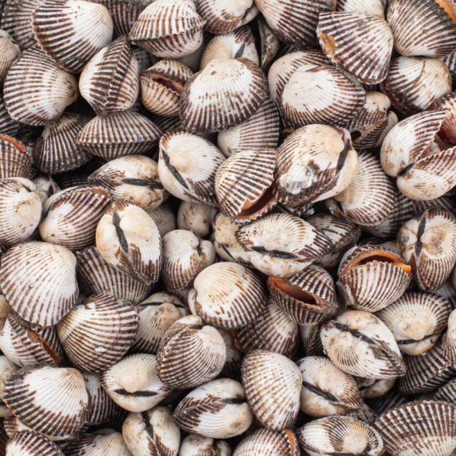 [산지직송] 벌교 새꼬막 당일조업, 1개, 3kg(중)