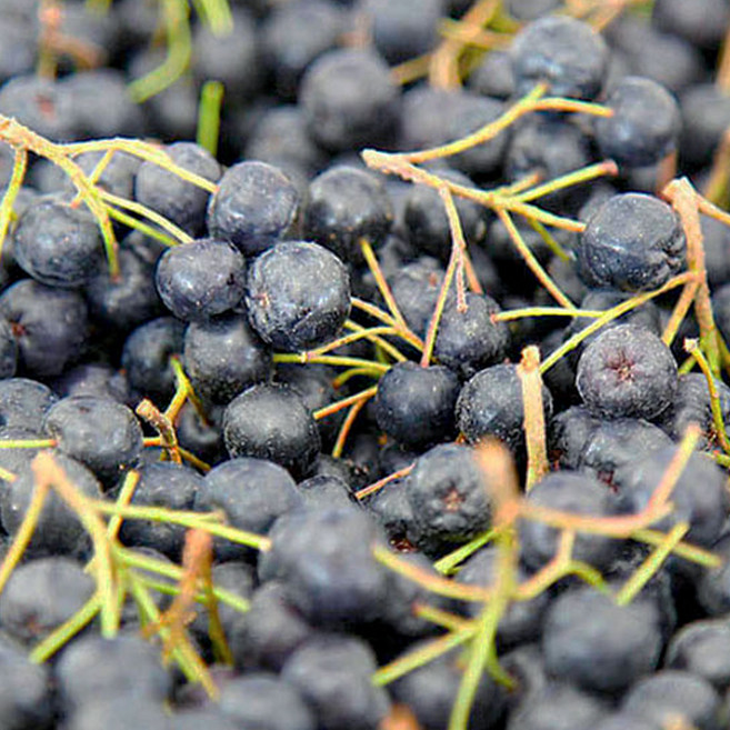 고창 아로니아 생과 햇 열매 블랙초크베리 냉동, 1박스, 아로니아 최상품(줄기있음)벌크 5kg