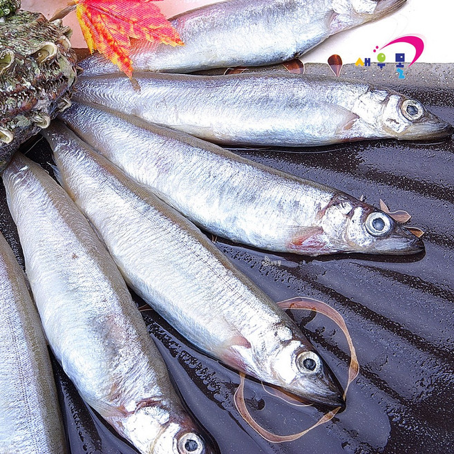 알이 가득찬 열빙어 1kg 60미내외 시사모, 1개