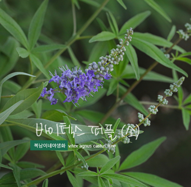 목형 바이텍스 퍼플 소품 [2개 복남이네야생화 모종 꽃나무 밀원식물 vitex]