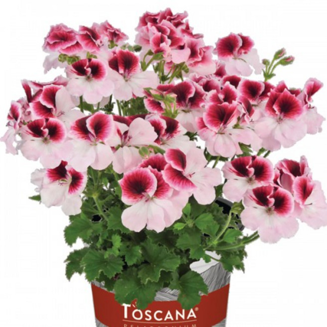 어린모종 제라늄 8cm분 56종