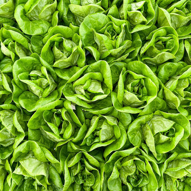 당일수확 버터헤드 상추 산지직송 무농약 프리미엄 샐러드용 / 리피, 1개, 1kg