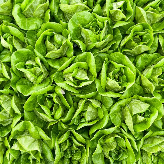 당일수확 버터헤드 상추 산지직송 무농약 프리미엄 샐러드용 / 리피, 1개, 1kg - 쿠팡