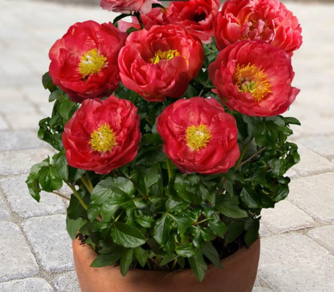 왜성향수작약 3~5촉 작약꽃 겹꽃 작약 노지월동, 1개, 모스코 - 쿠팡