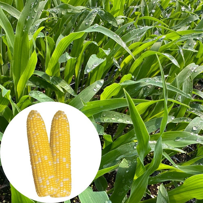 새마을총각 초당옥수수모종 카보, 2개