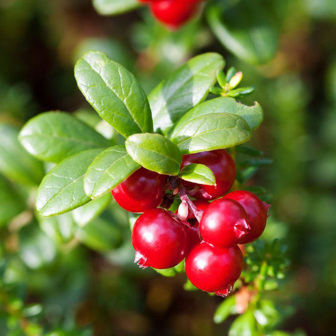 크랜베리 유실수 결실주 나무 묘목 4치 포트묘, 크렌베리 4치 포트묘