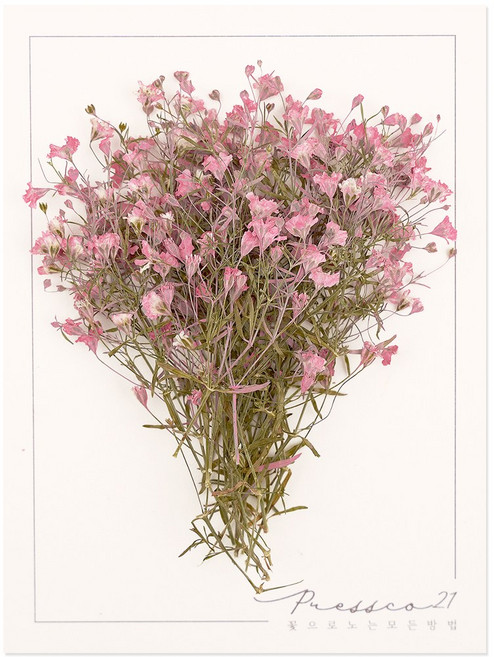 프레스코21 압화 줄기 밤안개(분홍) 20p