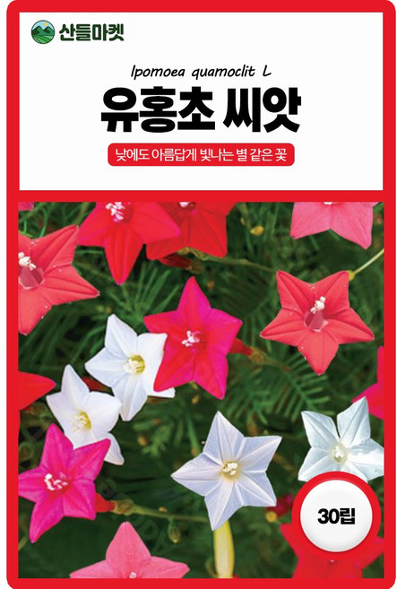 산들마켓 유홍초 꽃씨앗 30립 낮에도 뜨는 별 넝쿨성 일년생 꽃씨 종자, 1개