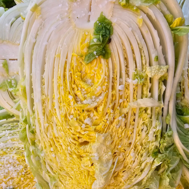 해남배추 해남 절임배추 직접 재배한 배추 절임20k, 20kg, 1박스, 3월 출고(주문후 다음날 발송)