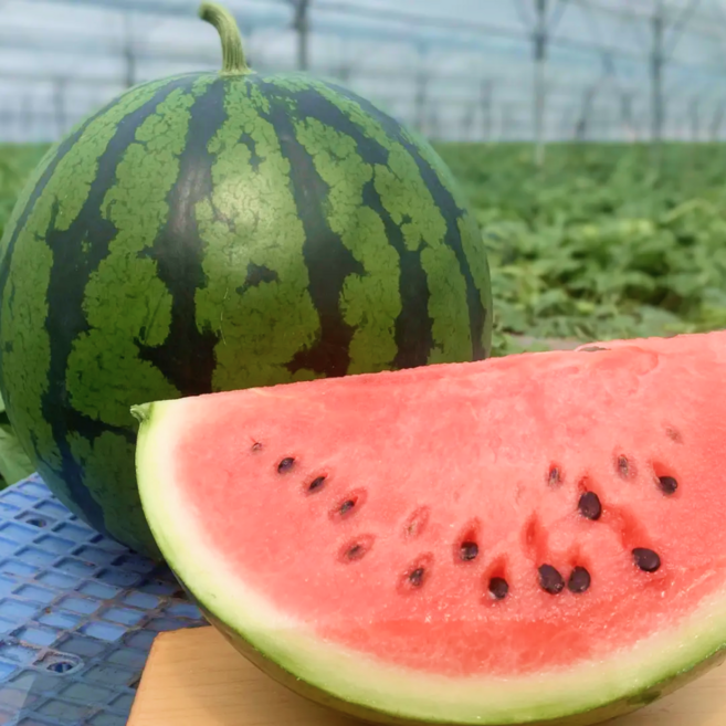 12Brix 고당도 겨울 하우스 수박, 1개, 3kg (내외)