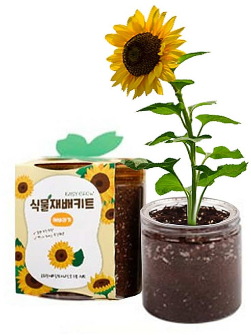 조은 꽃 키우기 화분 재배세트 11종 식물 관찰 학습용 어린이 과학 교구 키트 바질키우기, 바질